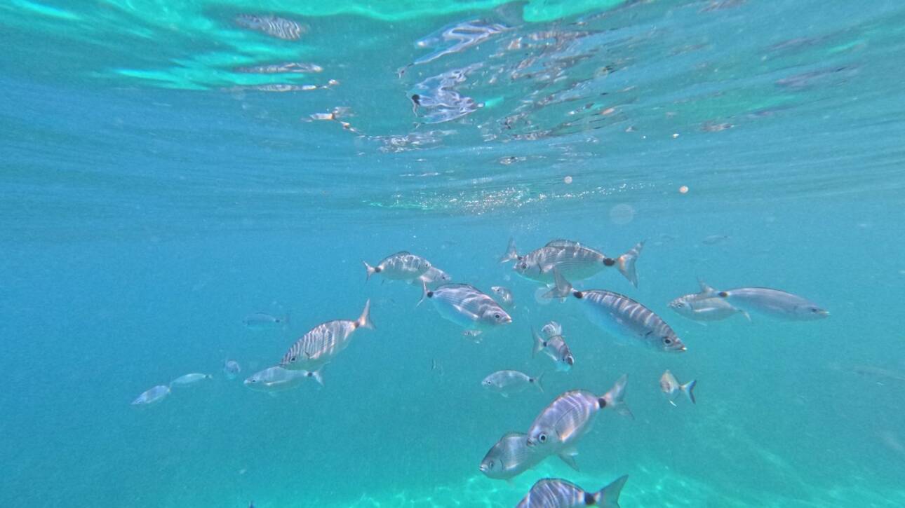 iles_de_lerins_poissons.jpg