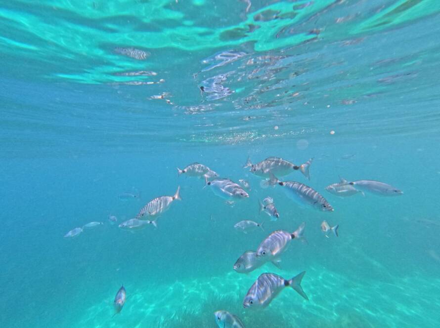 iles_de_lerins_poissons.jpg